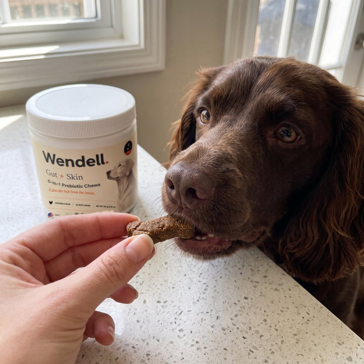 A hand giving a Wendell soft chew to a spaniel, a tub of Wendell on the counter