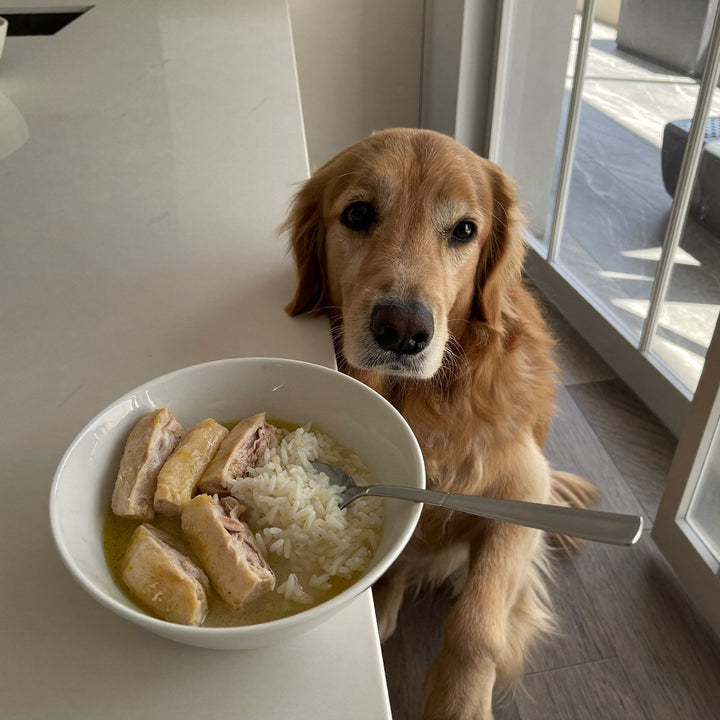 Golden retriever looking at a bowl of chicken and rice