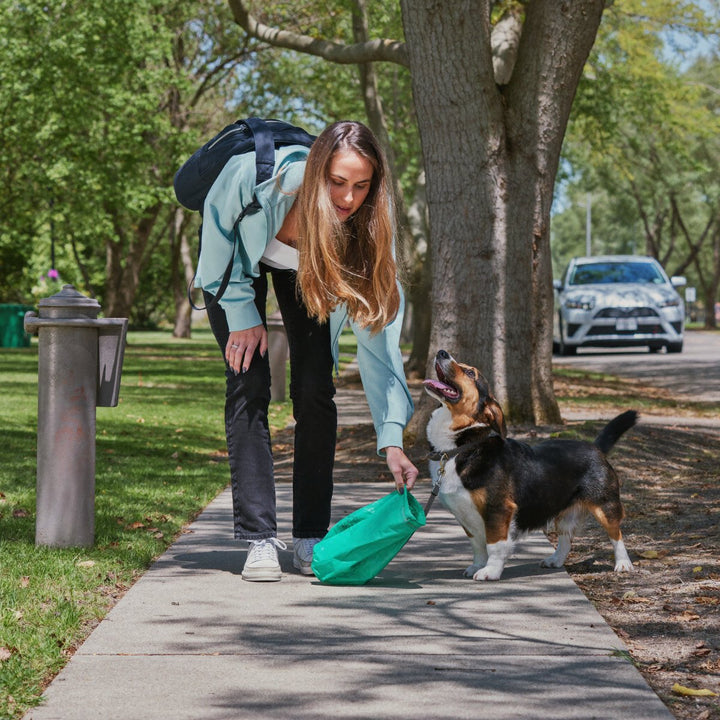 Woman picking up after her dog on a morning walk