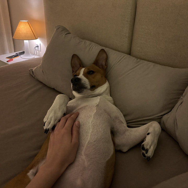 Dog lying on the bed at night, his owner's hand on his belly