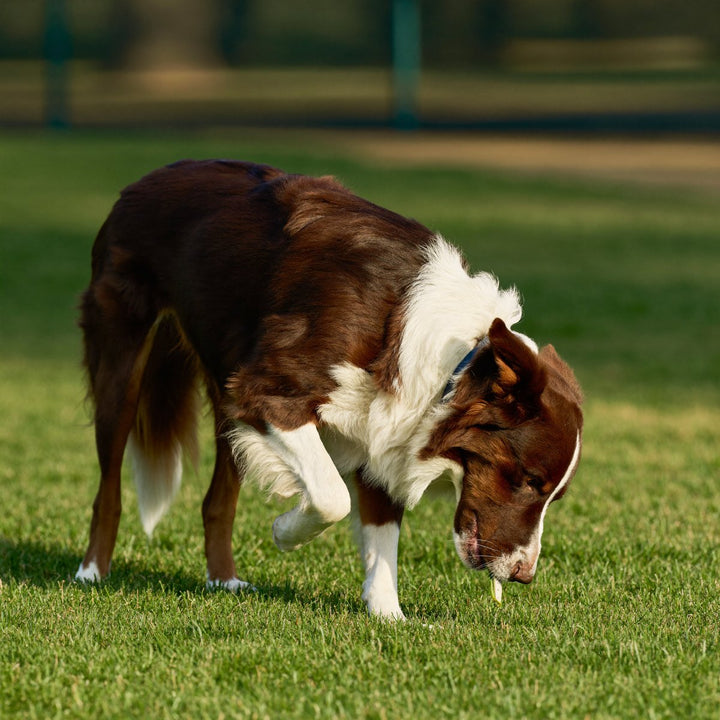 Border collie eating grass in the park