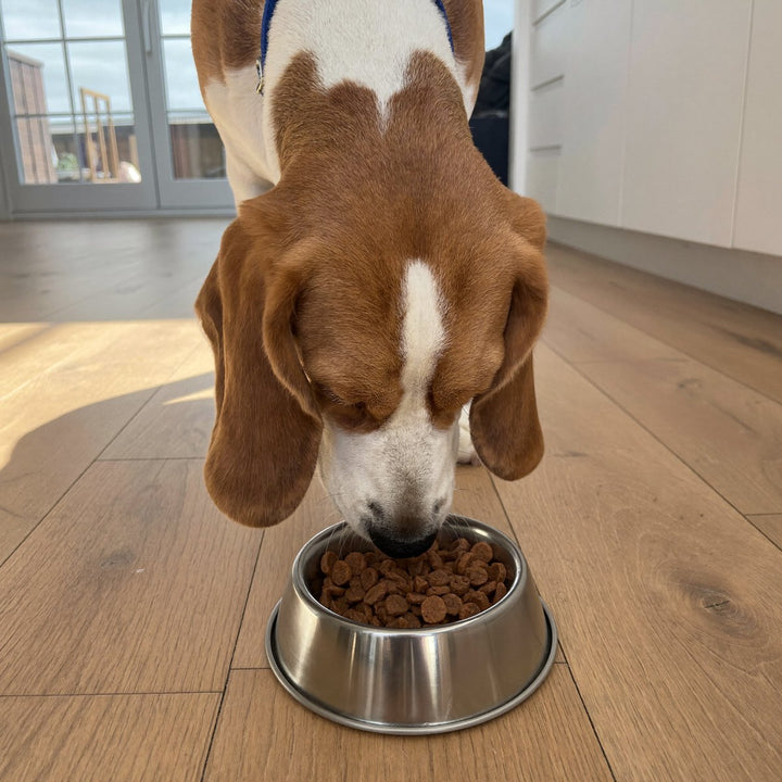 Beagle at a bowl of new food