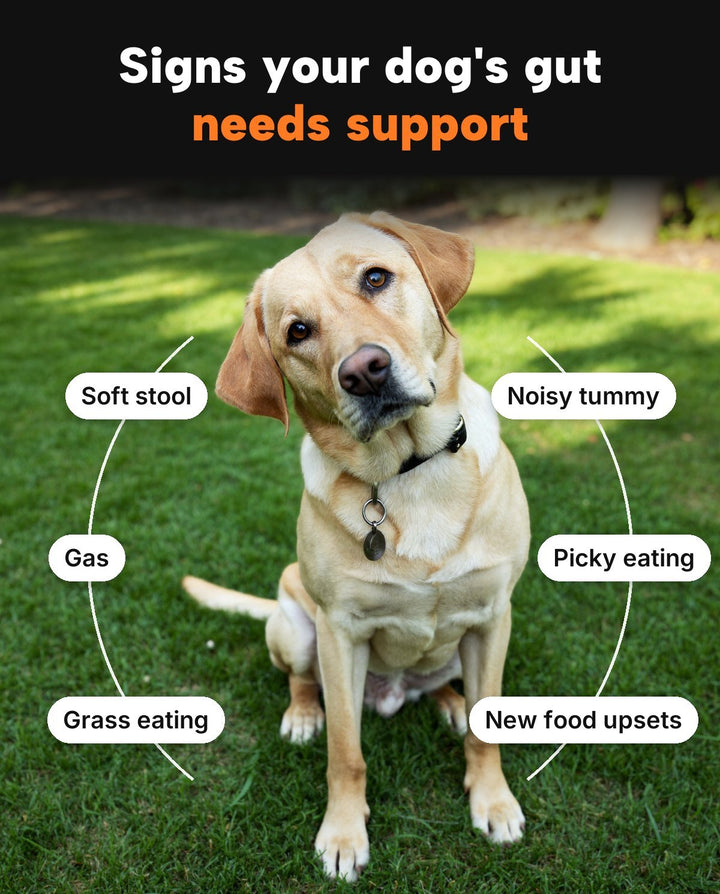 Signs your dog's gut needs support: soft stool, gas, grass eating, noisy tummy, picky eating, new food upsets