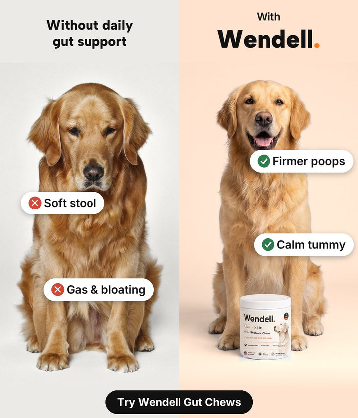 Without daily gut support: soft stool, gas and bloating. With Wendell: firmer poops and a calm tummy