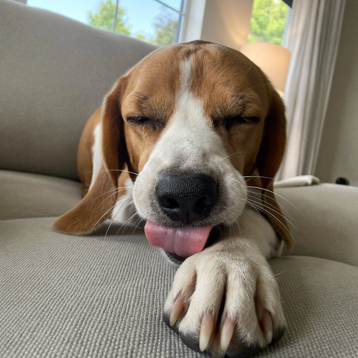 Beagle on the sofa licking his front paw