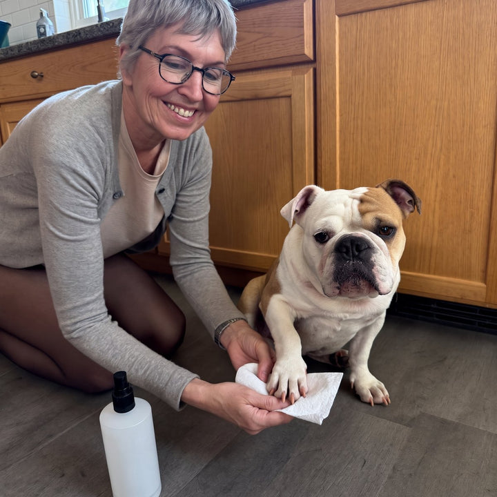 Woman on the kitchen floor wiping her bulldog's paw with a wet wipe