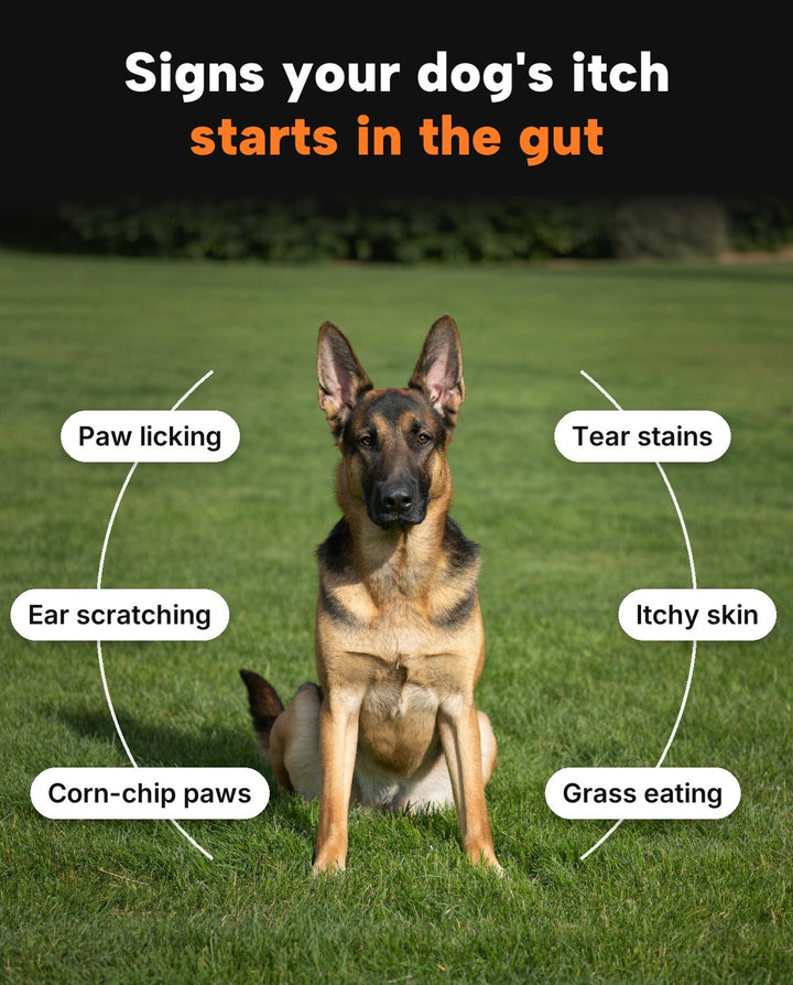 Signs your dog's itch starts in the gut: paw licking, ear scratching, corn-chip paws, tear stains, itchy skin, grass eating