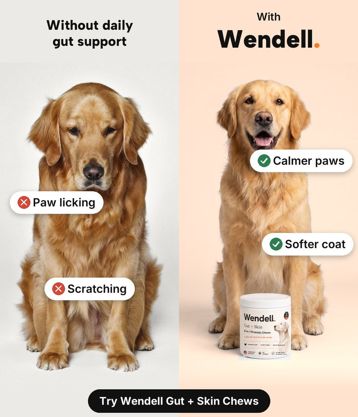 Without daily gut support: paw licking and scratching. With Wendell: calmer paws and a softer coat