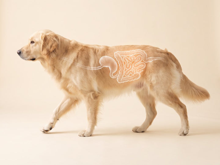 Golden retriever with the gut highlighted